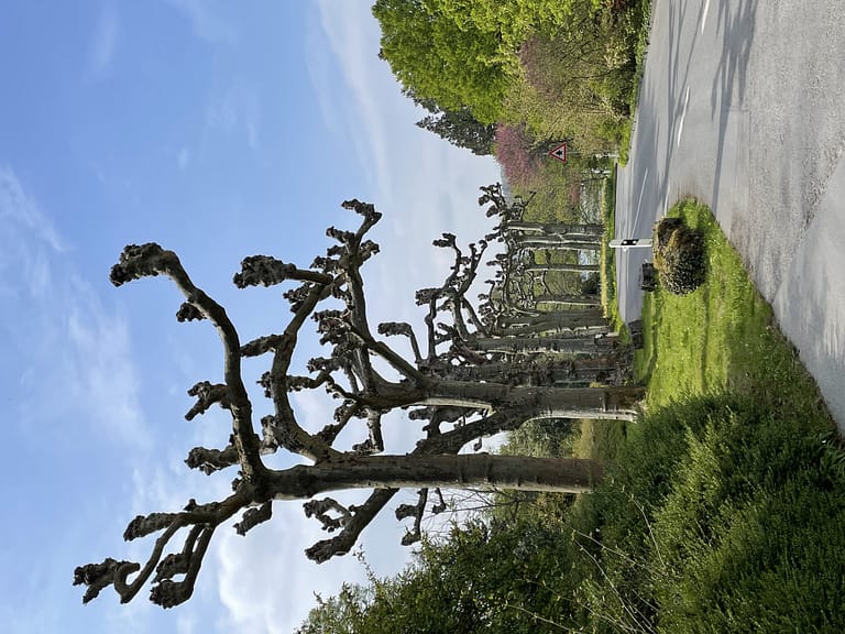 Mainau a Ilha das Flores