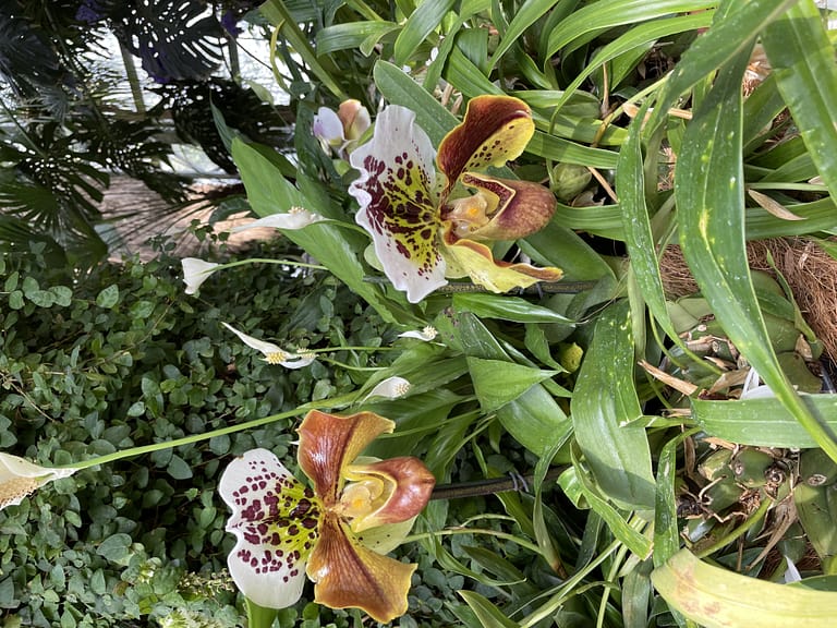 Mainau a Ilha das Flores