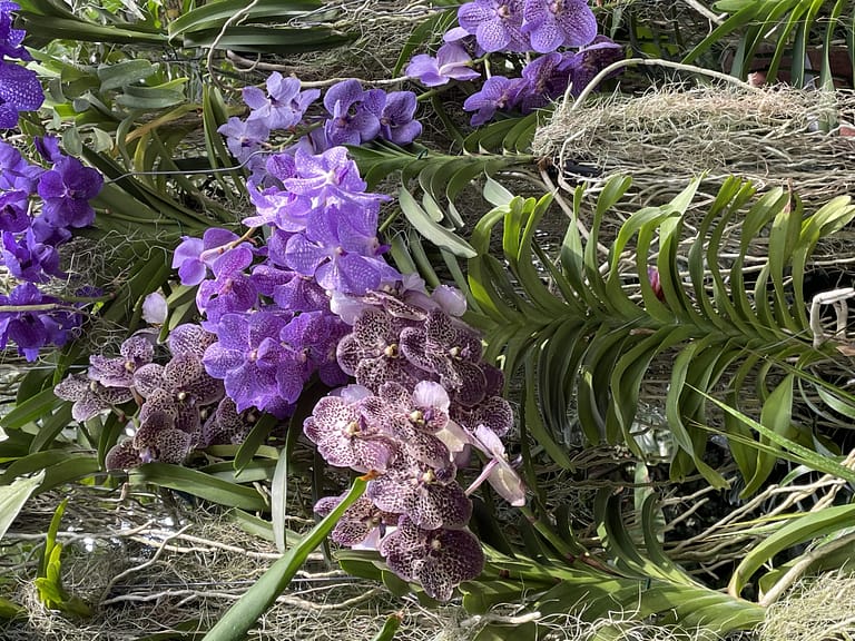 Mainau a Ilha das Flores