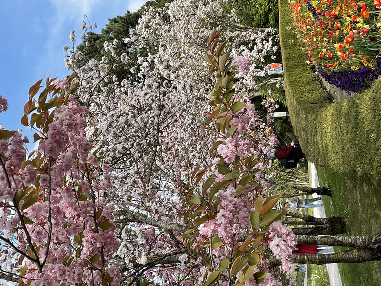 Mainau a Ilha das Flores