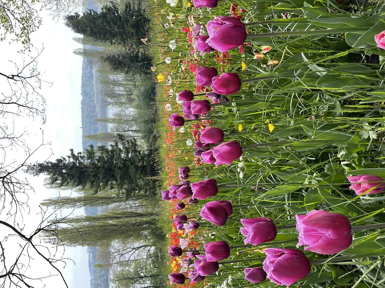 Mainau a Ilha das Flores